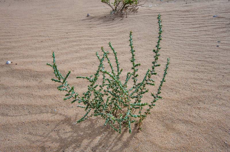 Cornulaca monacantha